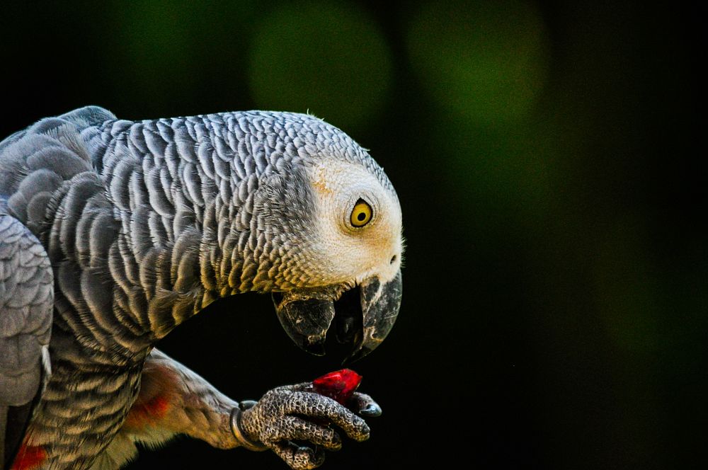 Parrot. Free public domain CC0 image.
