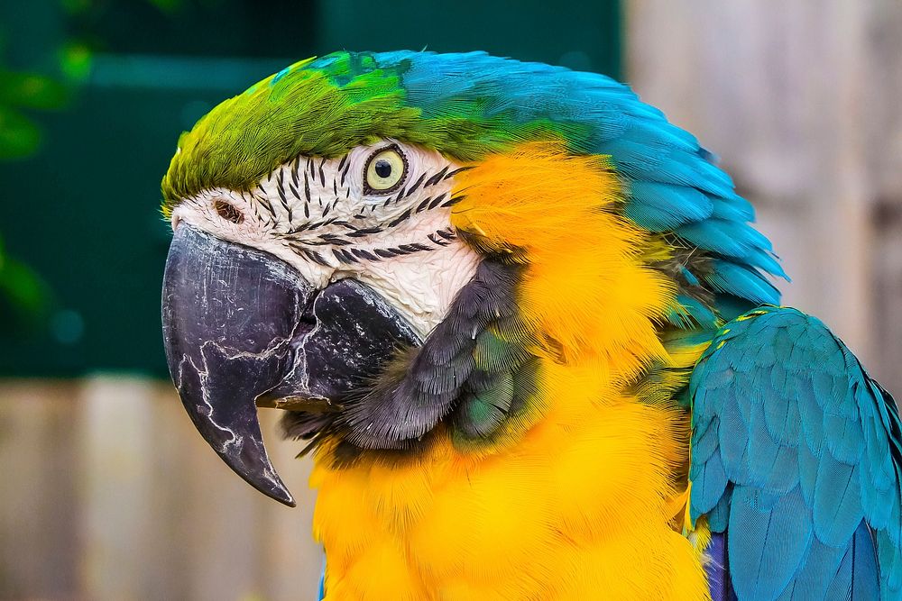 Cute Macaw bird photo. Free public domain CC0 image.