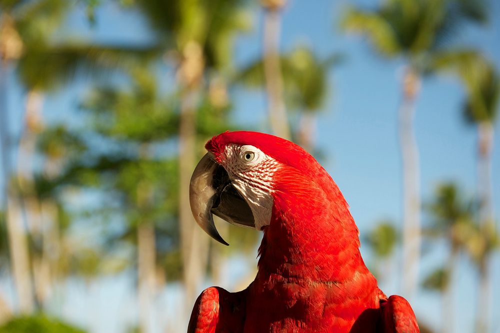 Scarlet Macaw parrot, bird photo. Free public domain CC0 image.