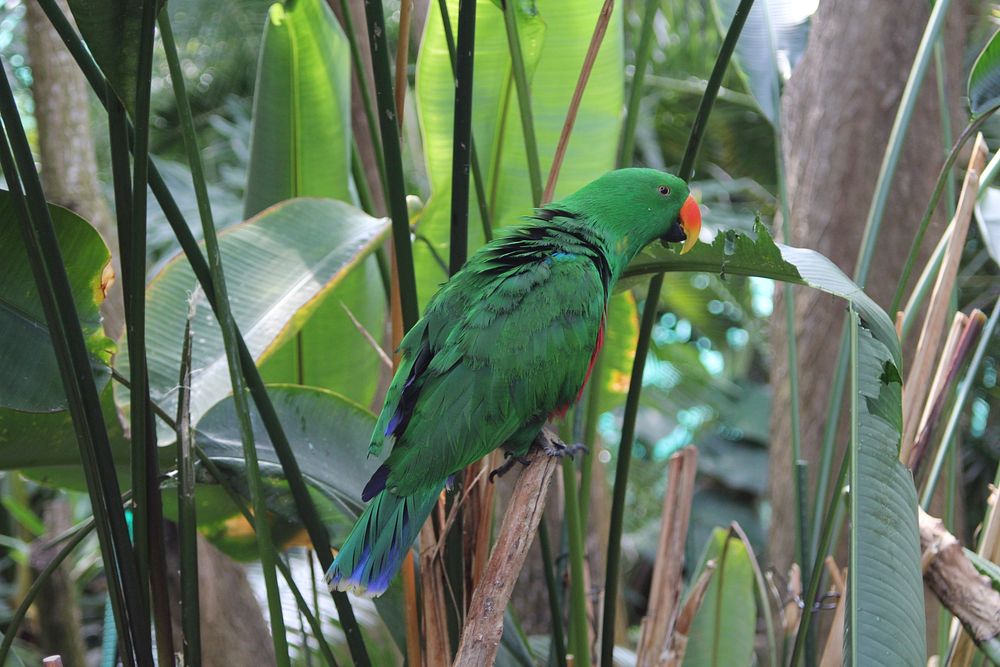 Scaly-breasted lorikeet parrot. Free public domain CC0 image.