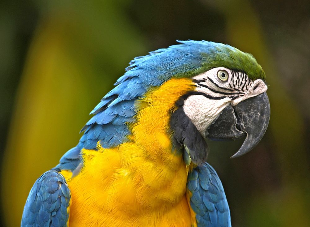 Cute Macaw bird photo. Free public domain CC0 image.