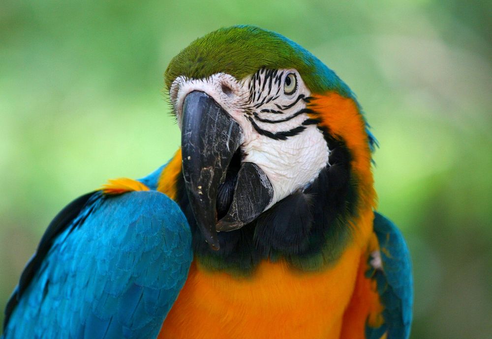 Macaw bird, close up. Free public domain CC0 image.