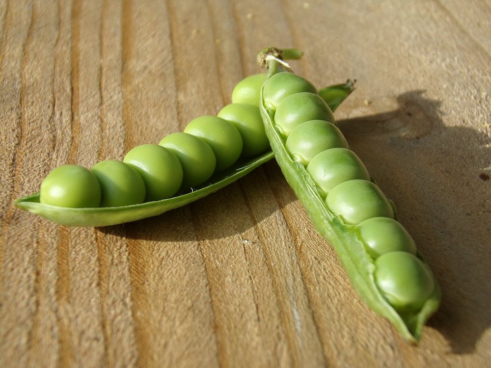 Green beans. Free public domain CC0 photo