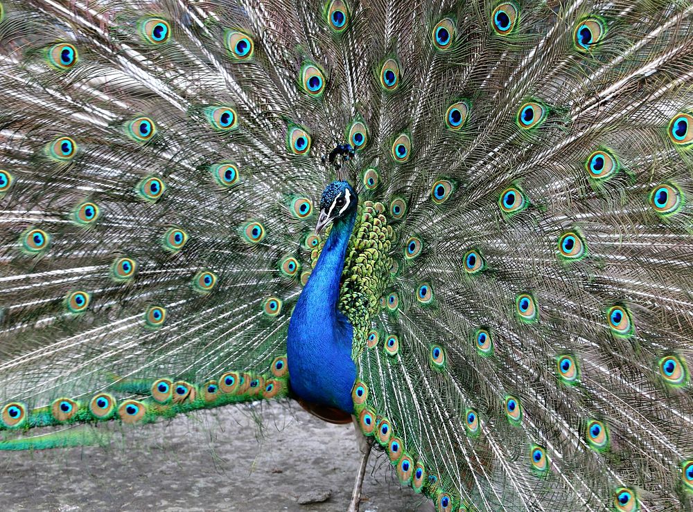 Peacock with beautiful feathers. Free public domain CC0 image.