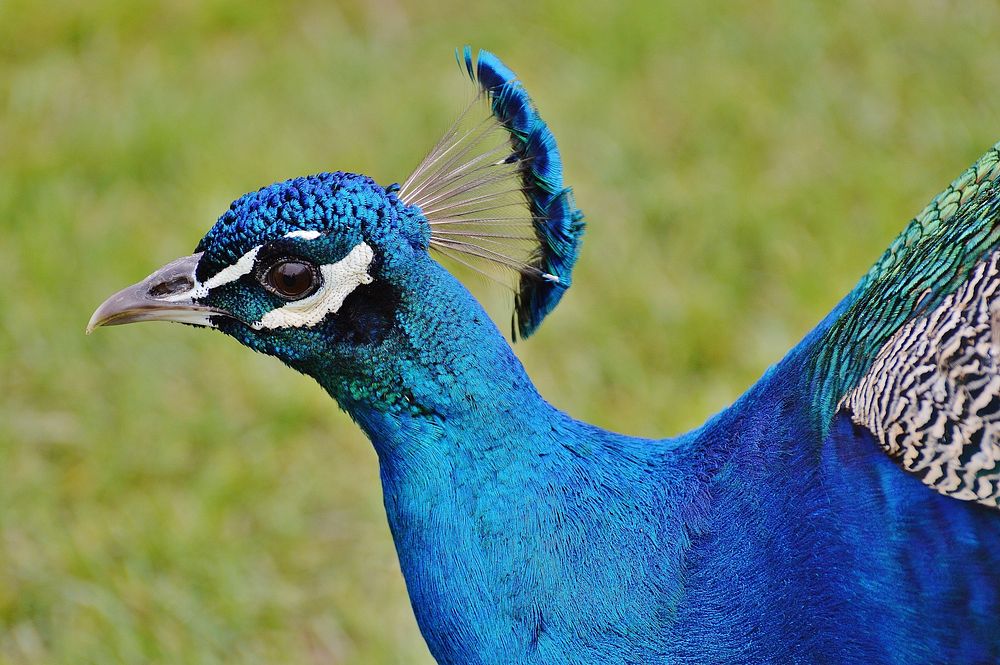 Peacock head, close up. Free public domain CC0 image.