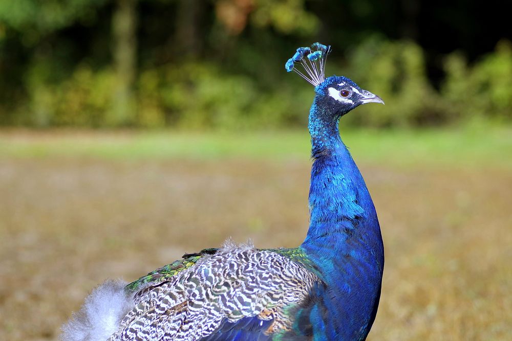 Beautiful peacock bird photo. Free public domain CC0 image.