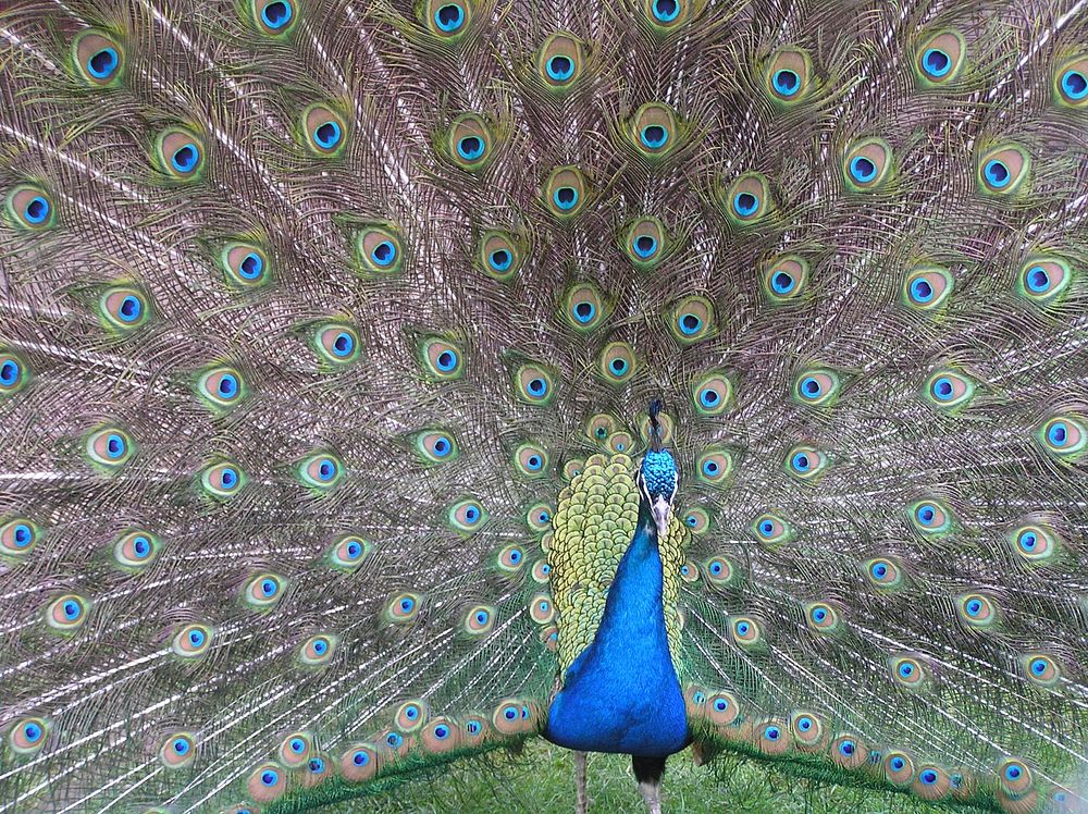 Peacock with beautiful feathers. Free public domain CC0 image.