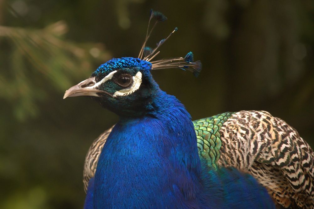 Peacock head, close up. Free public domain CC0 image.