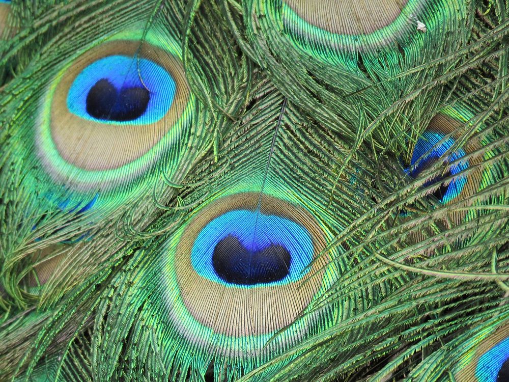 Peacock feather pattern background. Free public domain CC0 image.