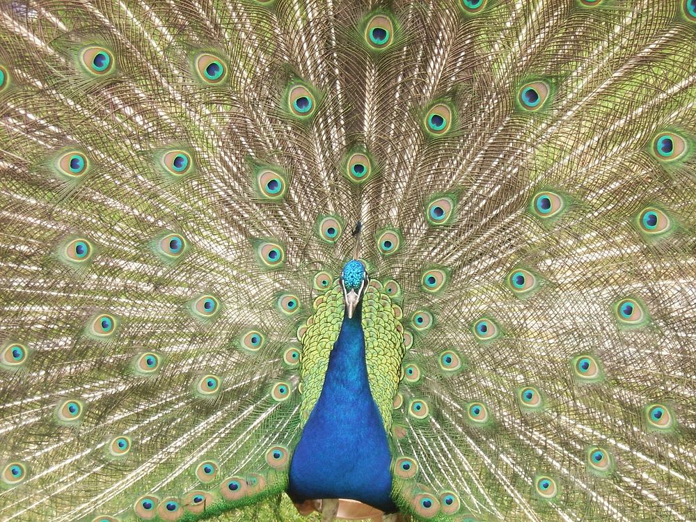 Beautiful peacock feather background. Free public domain CC0 image.