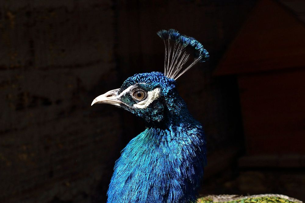 Peacock head, close up. Free public domain CC0 image.