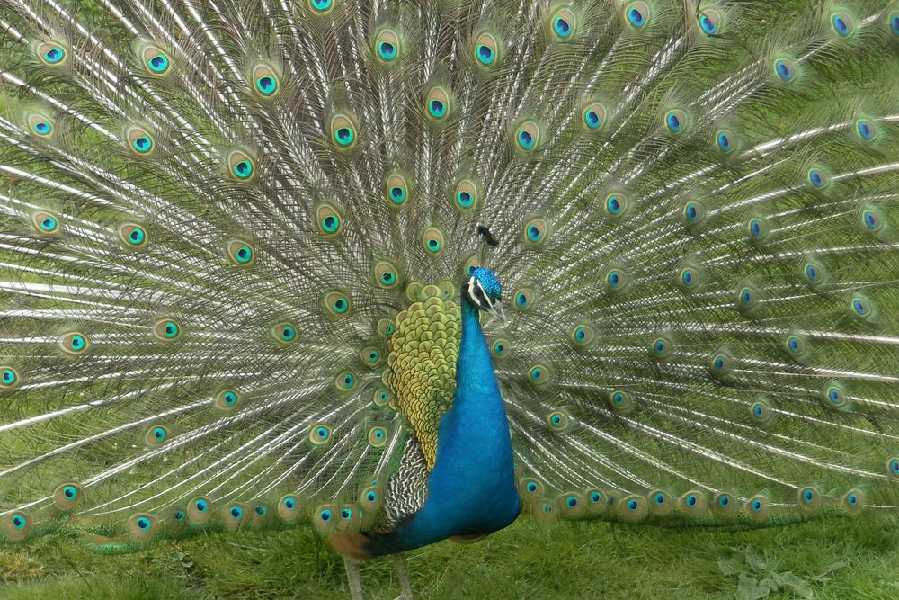 Peacock bird, beautiful animal. Free public domain CC0 image.