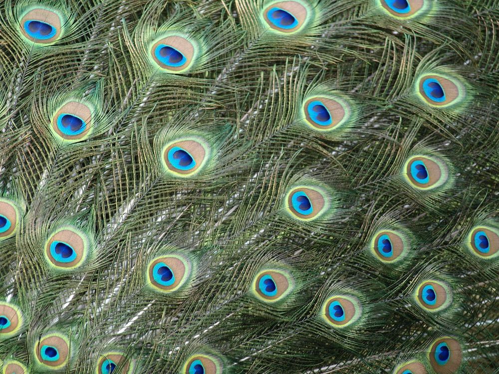 Peacock feather pattern background. Free public domain CC0 image.
