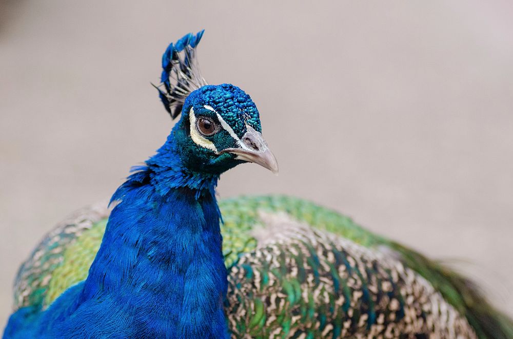 Male peacock bird photo. Free public domain CC0 image.