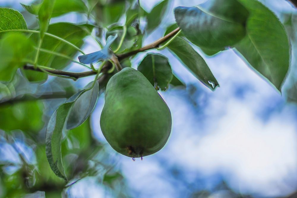 Green pears growing on tree. Free public domain CC0 image. 