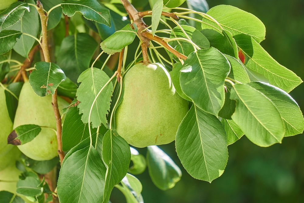 Green pears growing on tree. Free public domain CC0 image. 