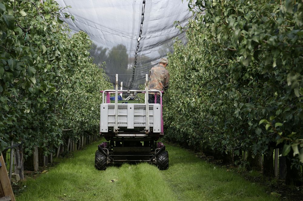 Harvesting fruit. Free public domain CC0 photo.