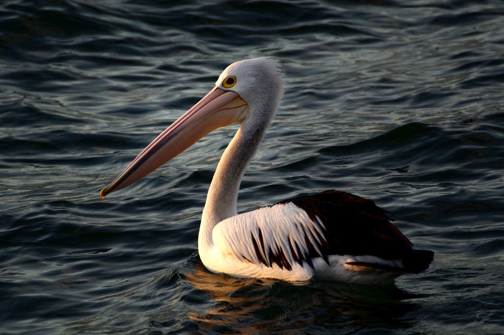 Pelican bird, animal image. Free public domain CC0 image.