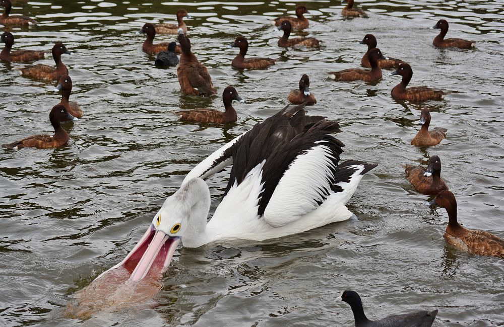 Pelican bird, animal photo. Free public domain CC0 image.