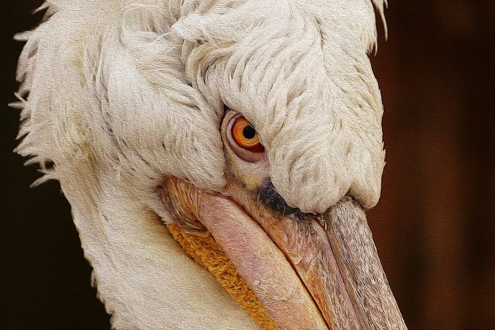 Pelican bird, animal photo. Free public domain CC0 image.
