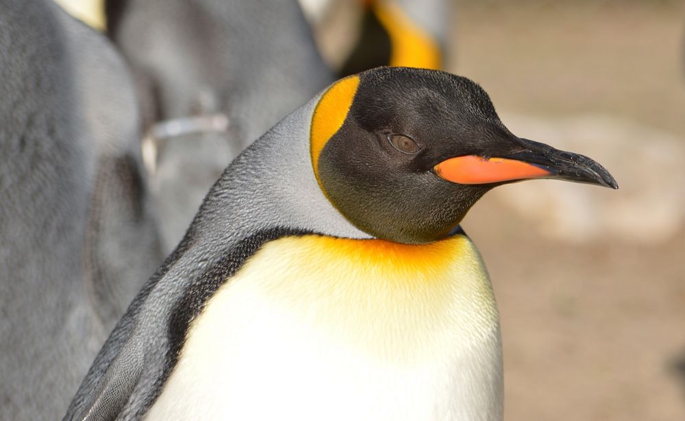King penguin face close up. Free public domain CC0 photo.