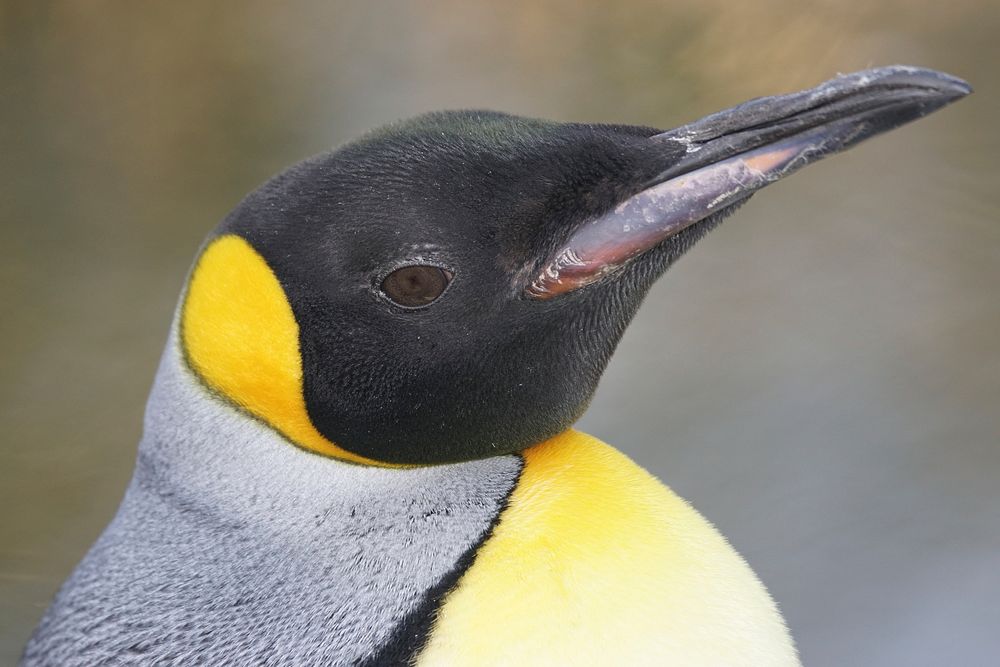 King penguin face close up. Free public domain CC0 photo.