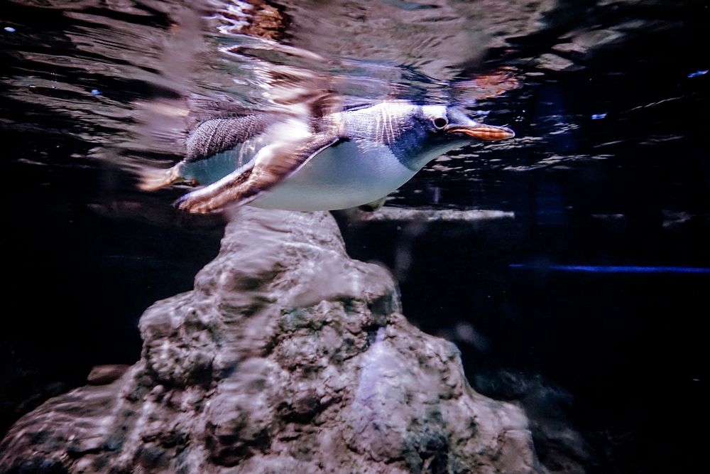 Swimming king penguin close up. Free public domain CC0 photo.