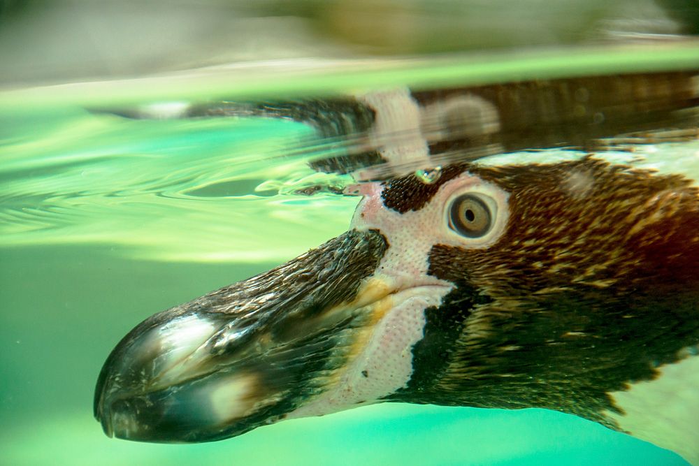 Swimming humboldt penguin close up. Free public domain CC0 photo.