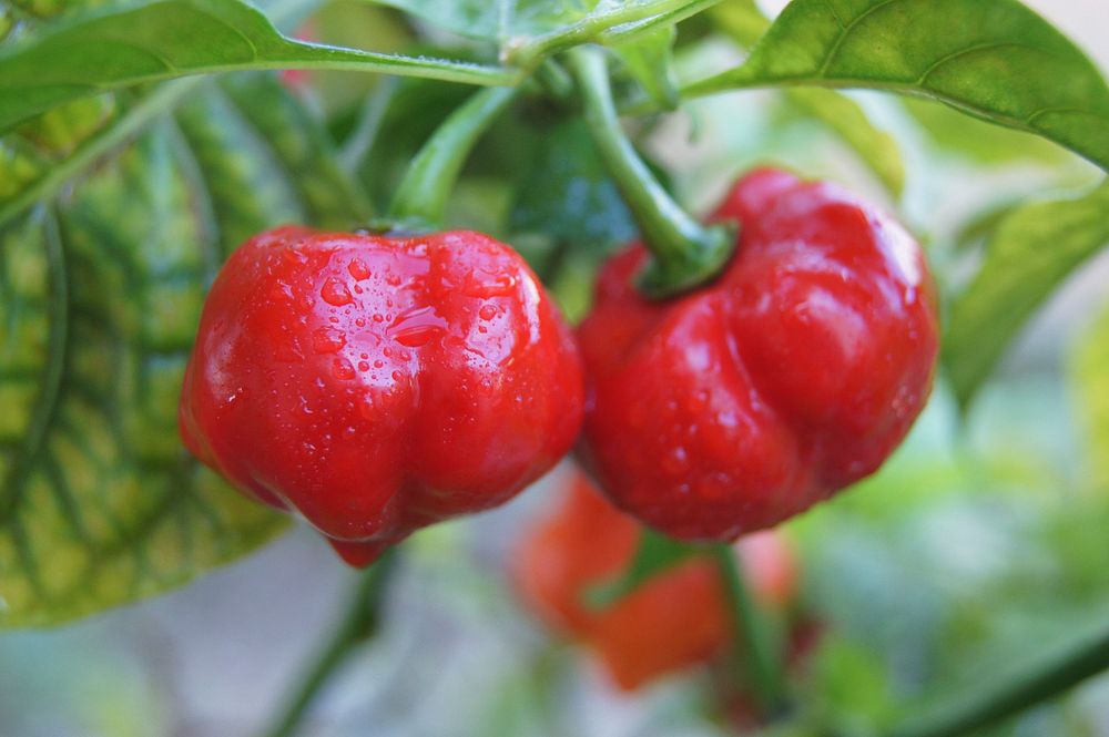 Closeup on red habanero chili plant. Free public domain CC0 image.