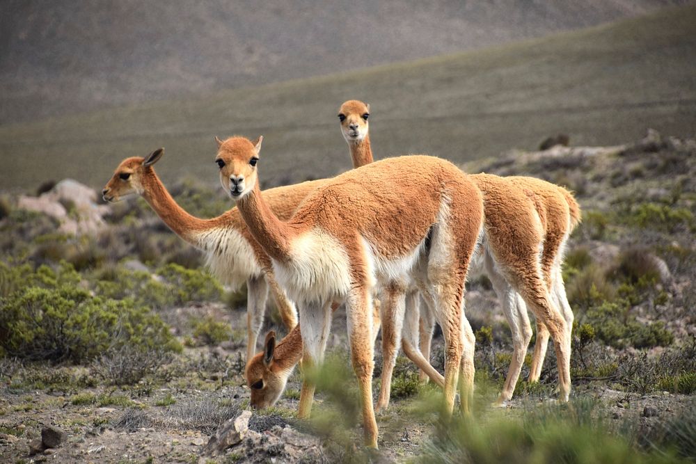 Alpaca photo. Free public domain CC0 image.