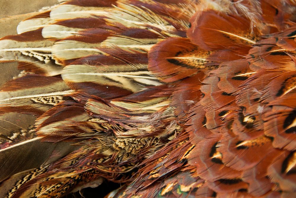 Feathers, background photo. Free public domain CC0 image.