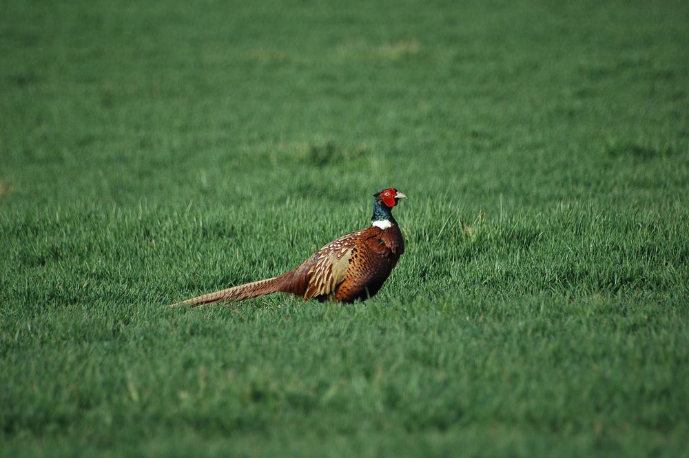 Pheasant bird in the countryside. Free public domain CC0 image.