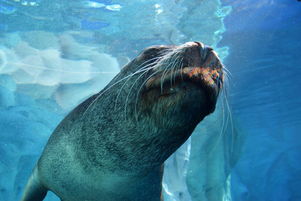 Sea lion swimming close up. Free public domain CC0 photo.