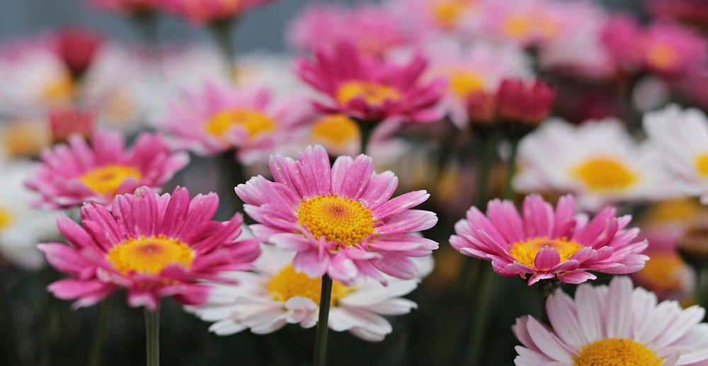 Free daisies image, public domain flower CC0 photo.