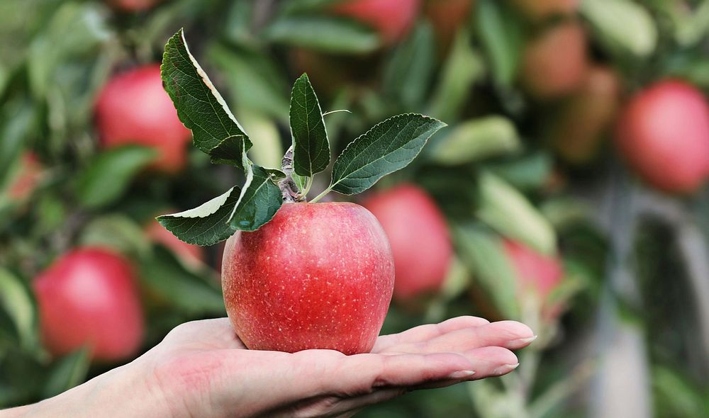 Free person holding red apples image, public domain botanical CC0 photo.