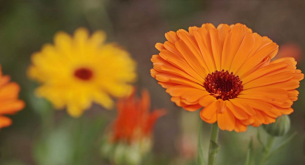 Free pot marigold image, public domain flower CC0 photo.