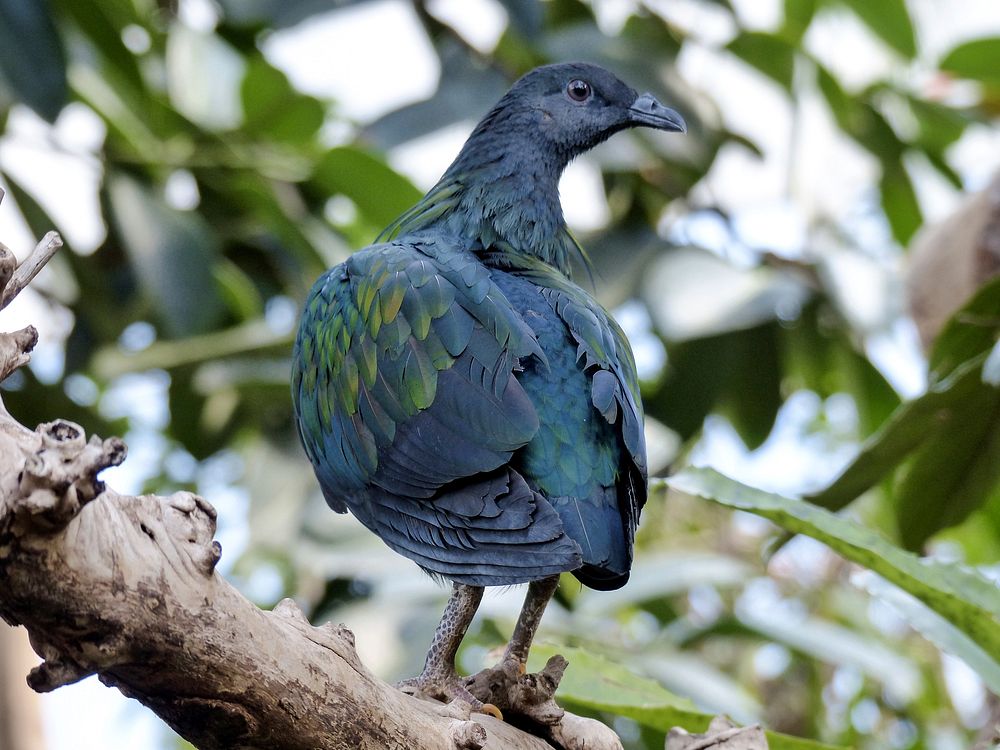 Nicobar pigeon, bird photography. Free public domain CC0 image.
