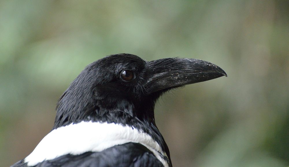 Magpie, bird photography. Free public domain CC0 image.
