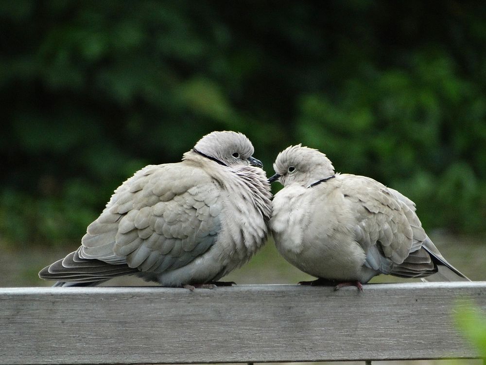 Couple of pigeon birds. Free public domain CC0 image.