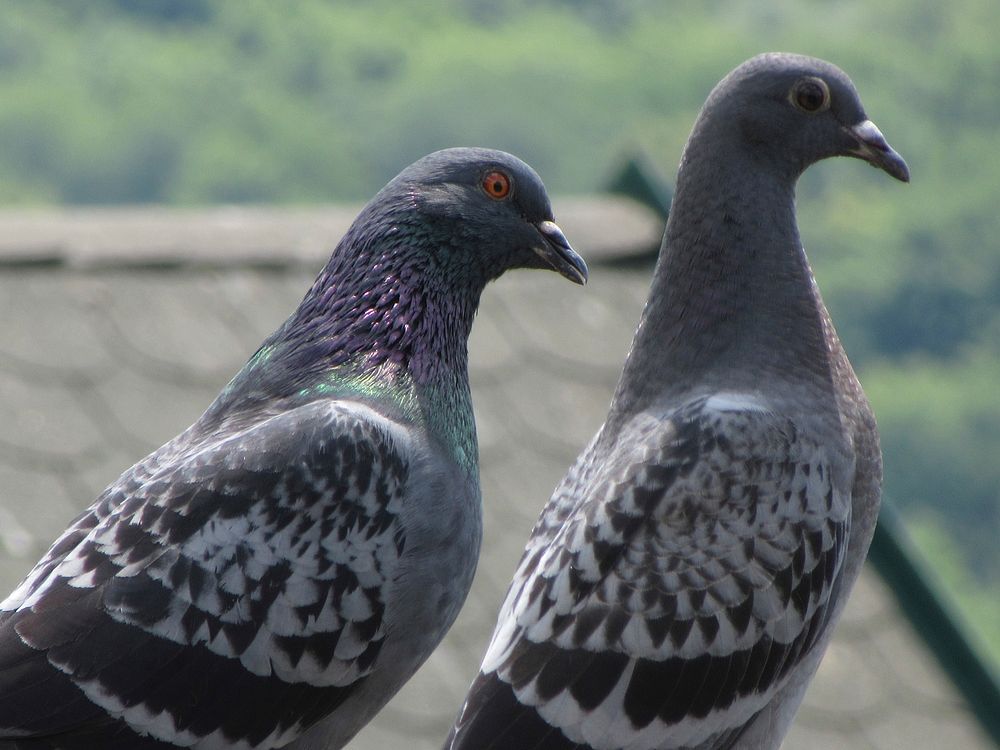 Couple of pigeon birds. Free public domain CC0 image.