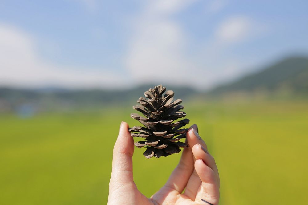 Conifer in hand. Free public domain CC0 photo.