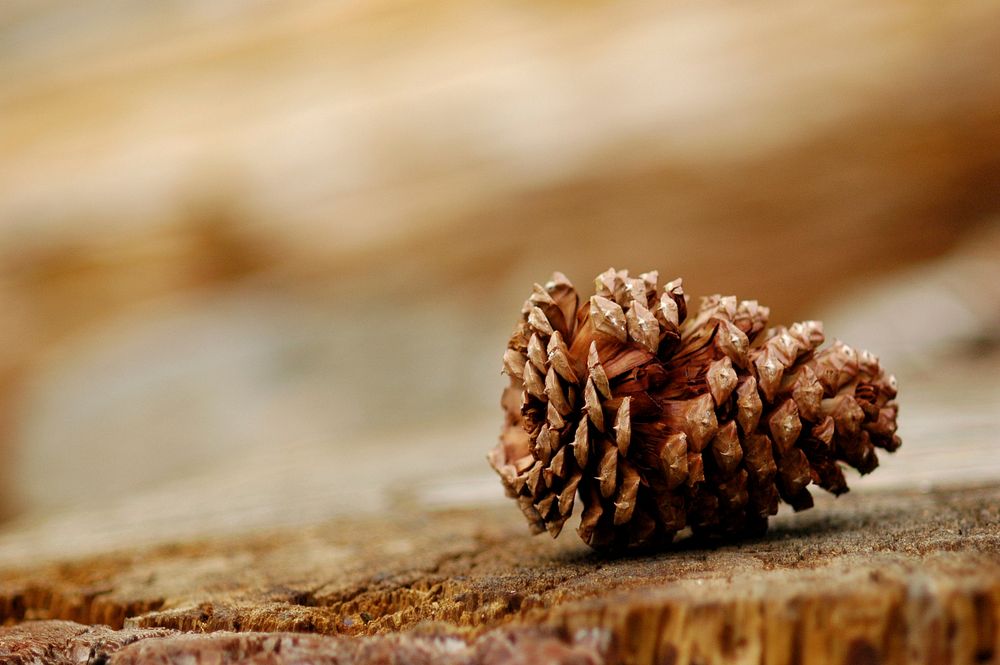 Autumn pine cone aesthetic background. Free public domain CC0 photo.