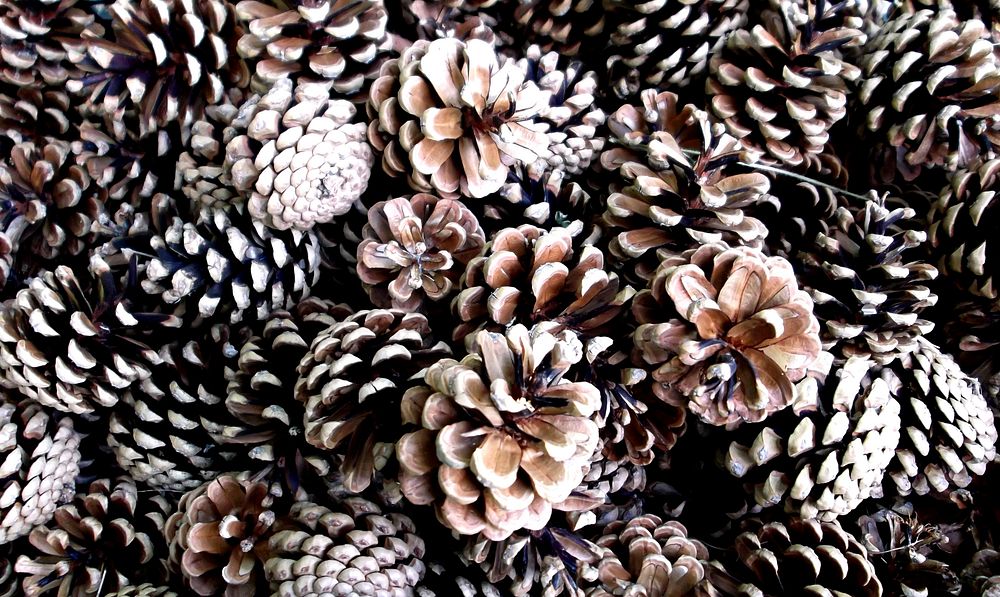 Pile of pines close up. Free public domain CC0 image.