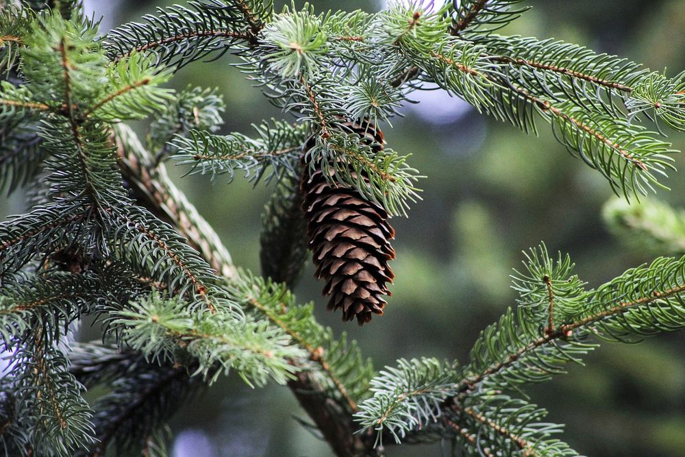 Closeup on pine tree branch. Free public domain CC0 photo.