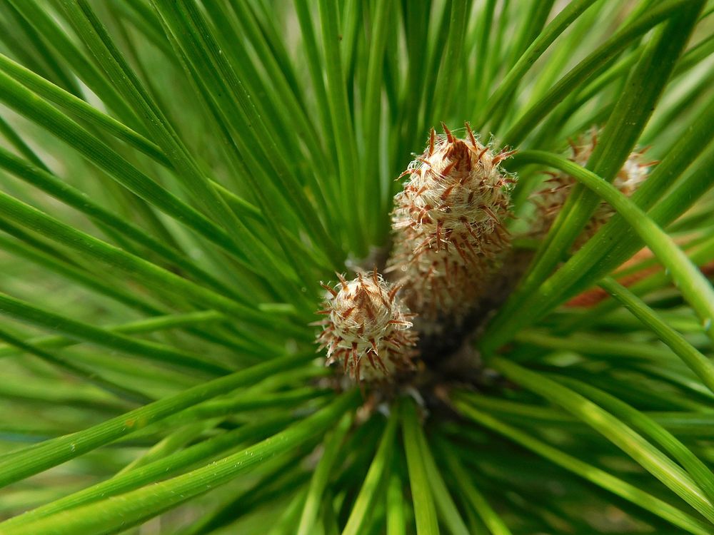 Pine tree. Free public domain CC0 image.