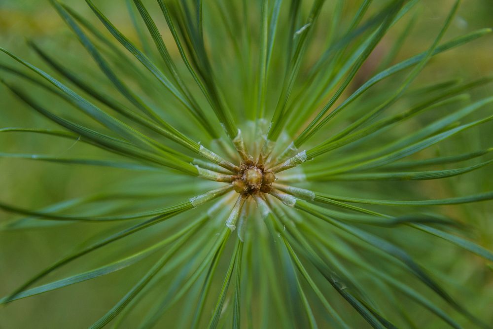 Pine branch. Free public domain CC0 image.