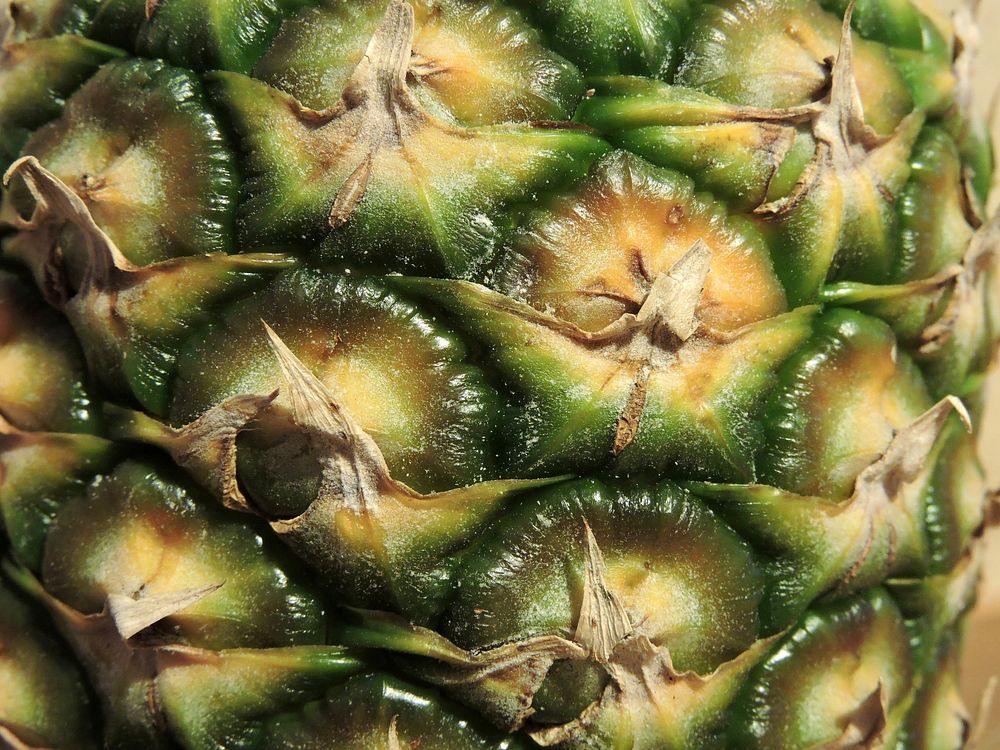Closeup on pineapple fruit. Free public domain CC0 image. 