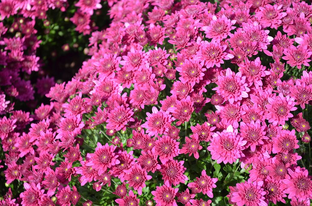 Pink chrysanthemum background. Free public domain CC0 photo.