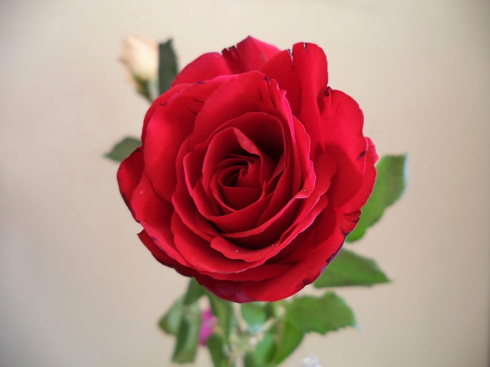 Red rose. Free public domain CC0 image.