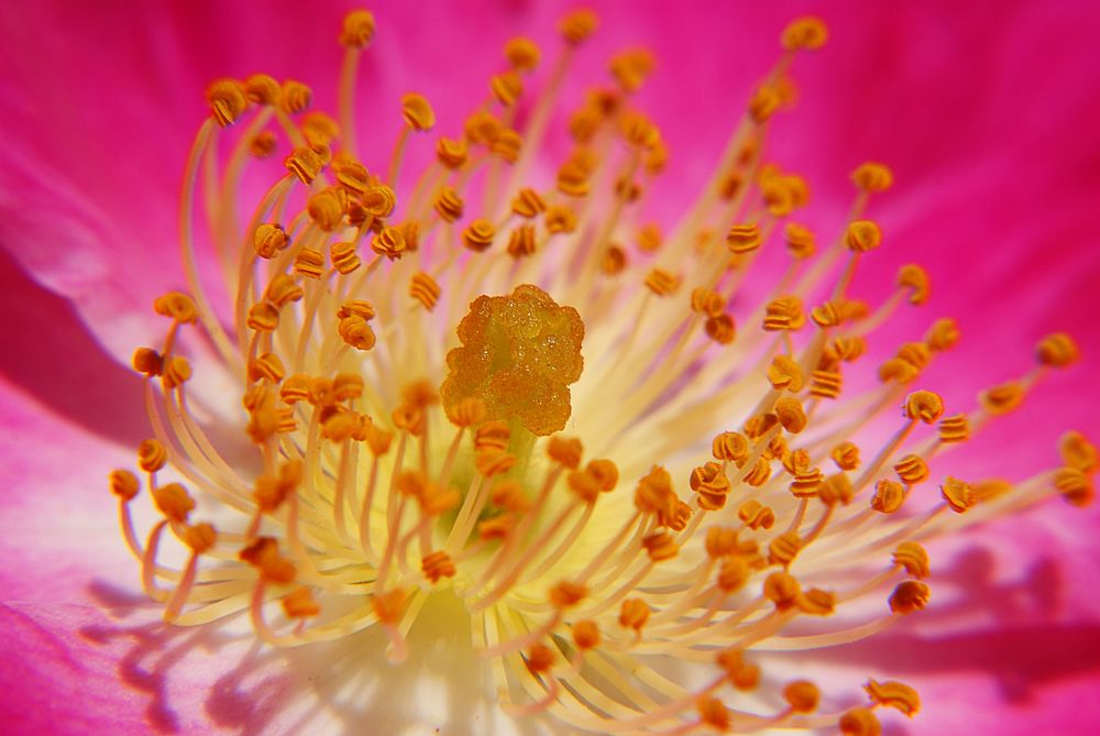 Pink flower macro shot. Free public domain CC0 image.